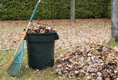Autumn yard cleanup.