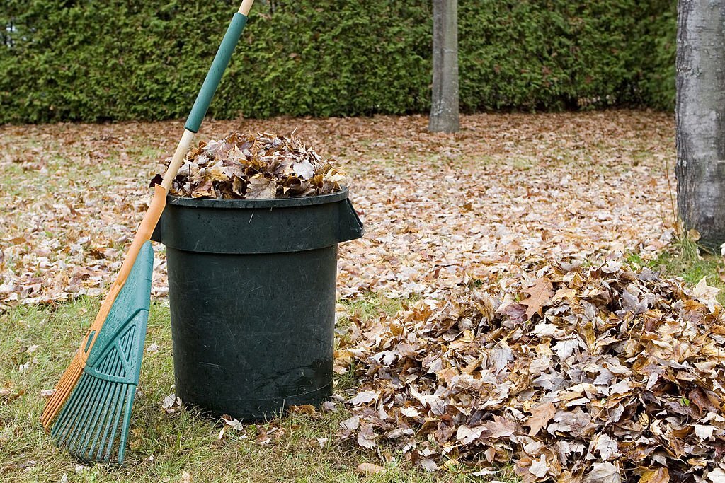 Autumn yard cleanup.